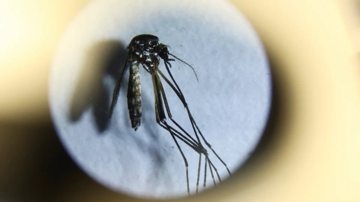 “Fiebre quebrantahuesos”: cuándo sospechar que tenés dengue, explicado por un especialista en un video viral