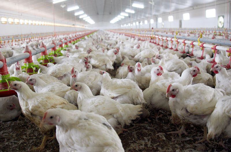 En la Argentina ya se confirmaron 59 casos positivos de gripe aviar. REUTERS/Félix Ordóñez