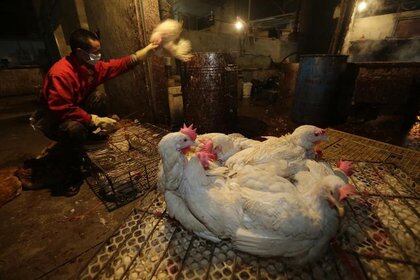 Un vendedor de gallinas en un mercado de animales en Wuhan, en la provincia china de Hubei. REUTERS/Stringer