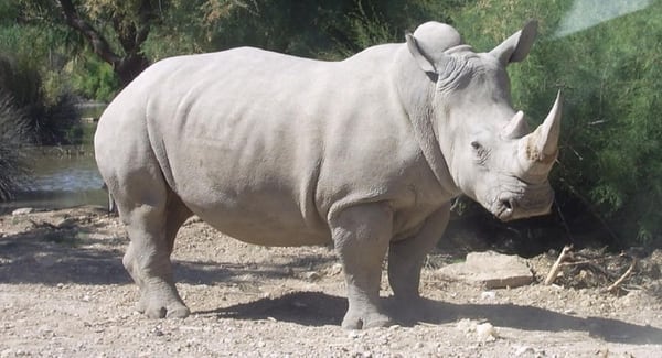 Resultado de imagen de o rinoceronte blanco