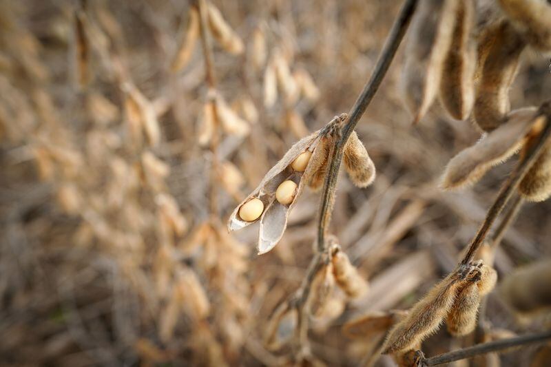 FOTO DE ARCHIVO. Semillas de soja en un campo de la granja Hodgen en Roachdale, Indiana, Estados Unidos. 8 de noviembre de 2019. REUTERS/Bryan Woolston