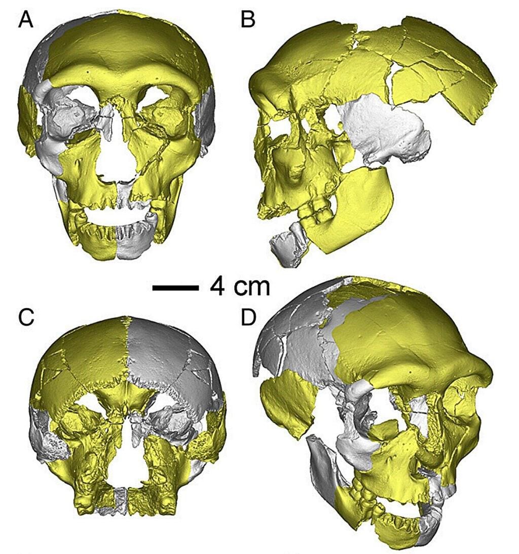 La reconstrucción virtual de los fósiles encontrados que pertenecería a un menor de unos 12 ó 13 años (Journal of Human Evolution)