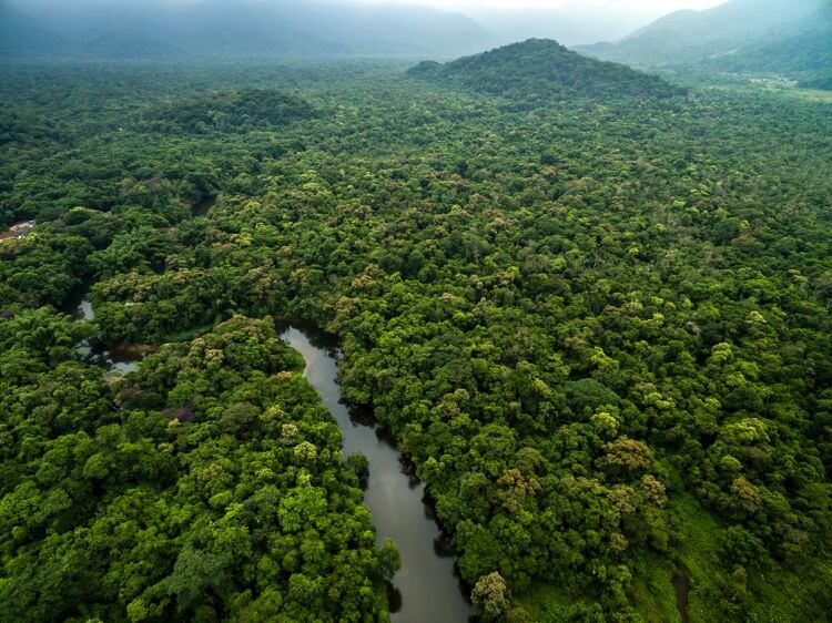 El aumento de las temperaturas y la reducción de las precipitaciones podrían obstaculizar el sumidero de carbono tropical o la absorción de dióxido de carbono por parte de los bosques tropicales (Shuterstock)