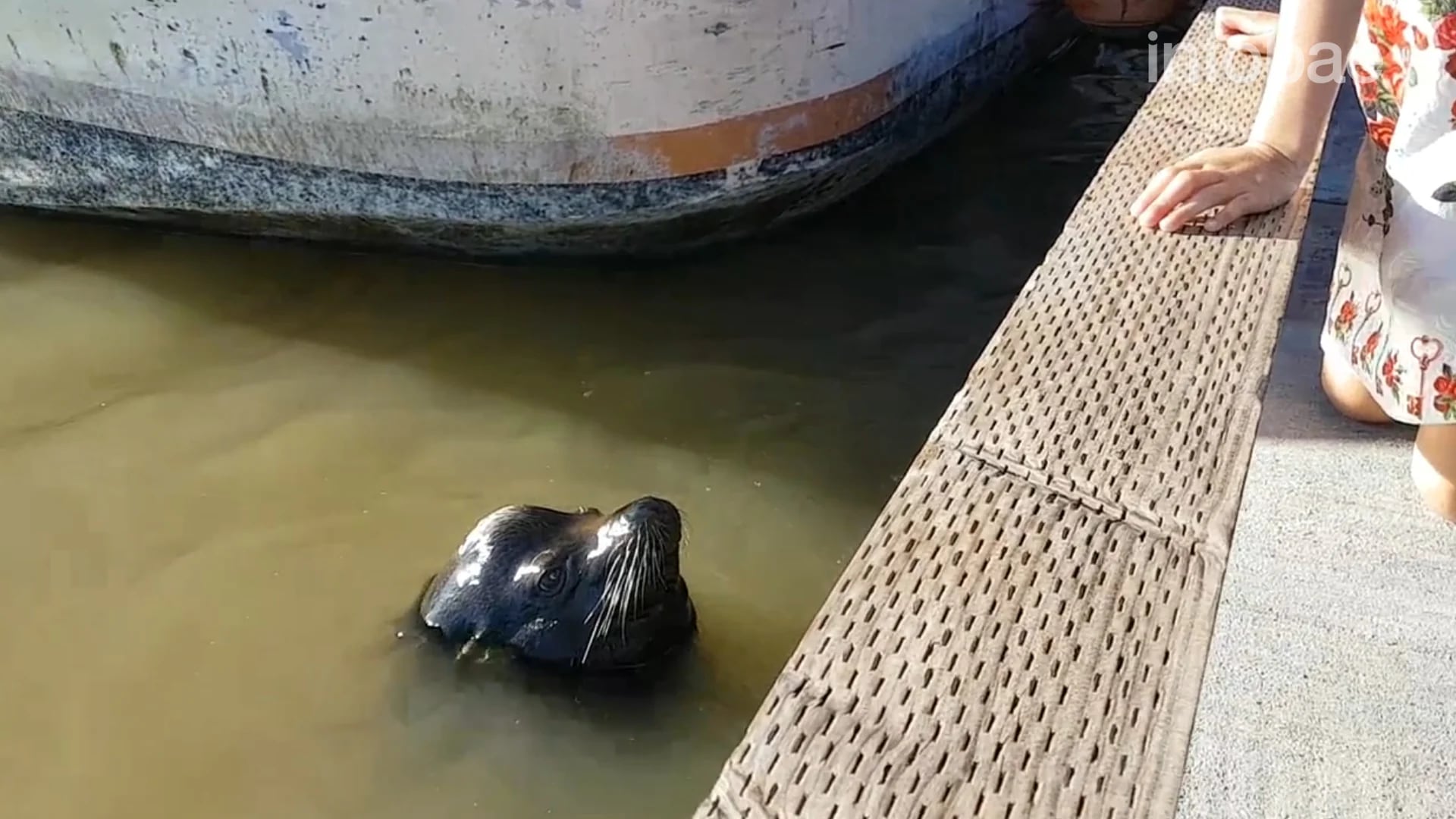 El animal se encontraba junto a un muelle de pescadores y se acercó a las personas cuando comenzaron a alimentarlo (Michael Fujiwara/YouTube)