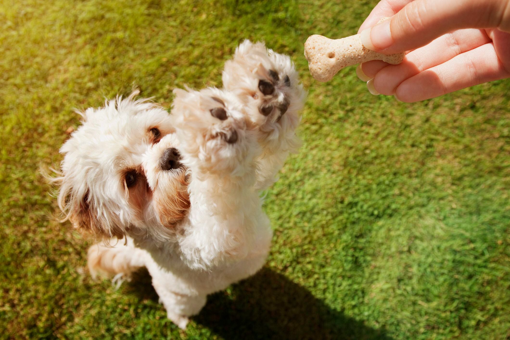 adiestramiento canino, recompensas para perros