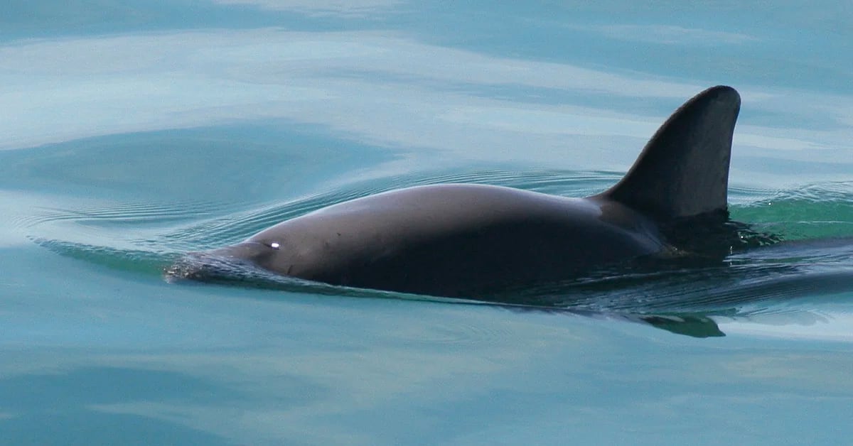 Mexico tries to avoid sanctions for the vaquita situation