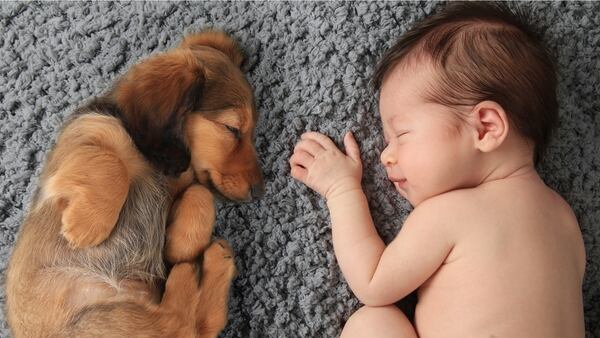 La educación del perro será fundamental para recibir al nuevo integrante de la familia (Getty Images)