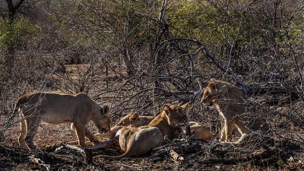 Los leones matan cada año a 250 personas en África (Grosby)