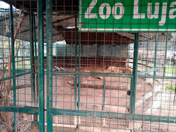 Los animales en cautiverio viven hacinados. Las jaulas llegan a ser habitadas por tres leones y tres tigres. (Defensoría del Pueblo de la Provincia de Buenos Aires)