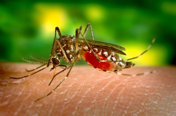 El mosquito es un recordatorio de la importancia de tomar medidas preventivas contra enfermedades transmitidas por estos insectos
CREDIT
Author: James Gathany Source CDC - PHIL