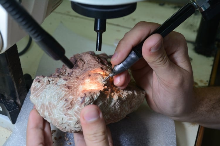 Trabajo de preparación donde la roca que rodea al fósil es removida cuidadosamente con puntas acero y martillos neumáticos (Federico Brissón Egli)