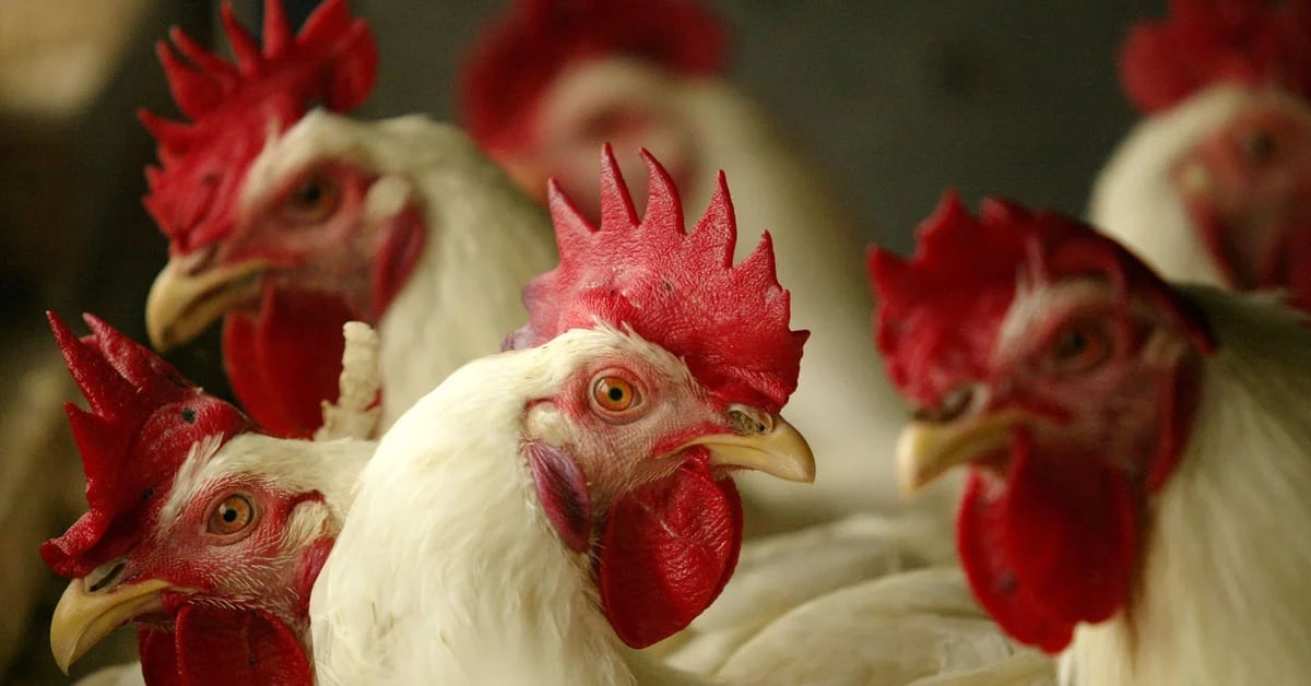 The government has put in place “extraordinary health measures” to prevent the spread of bird flu