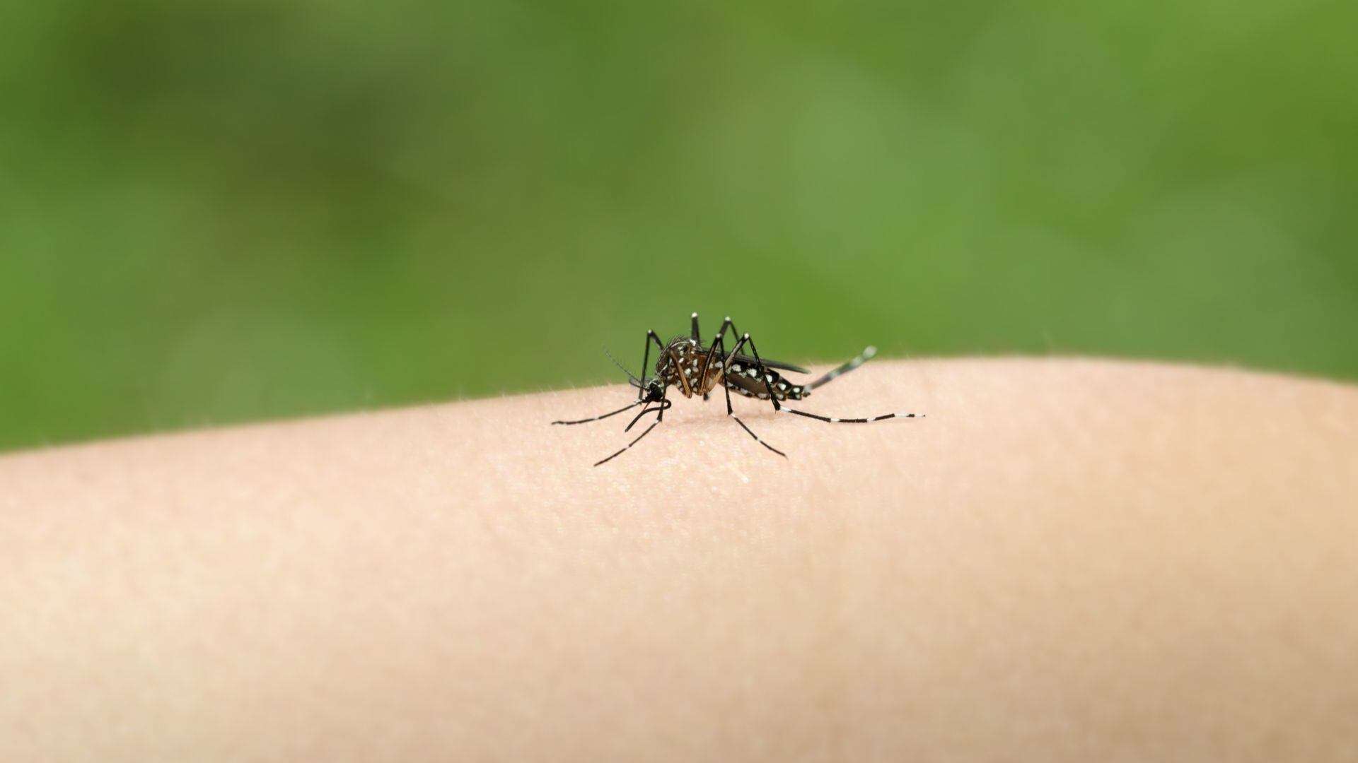 El dengue es una enfermedad transmitida por el mosquito Aedes aegypti