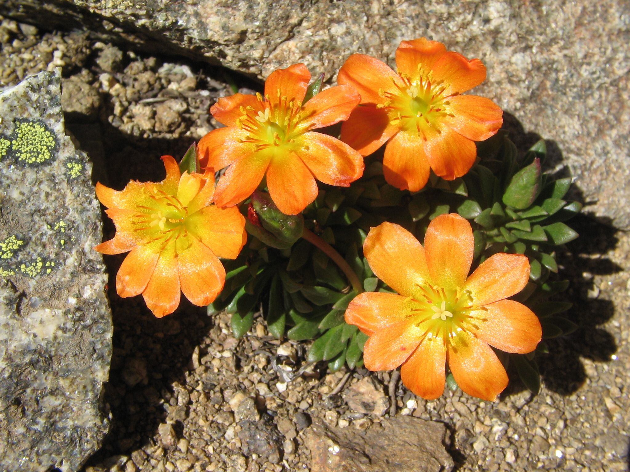 La calandrinia es una especie que la botánica Marcela Ferreyra observó en el Volcán Copahue, en Neuquén /M. Ferreyra