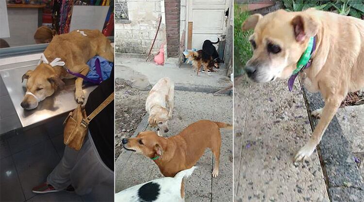 Algunos de los perros que cuidaba Sandra y que ahora buscan ser adoptados.
