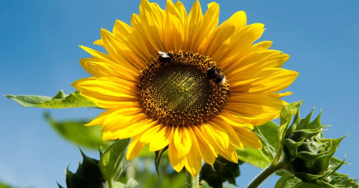 Sunflower seed: why consuming this little superfood can be a great healthy habit
