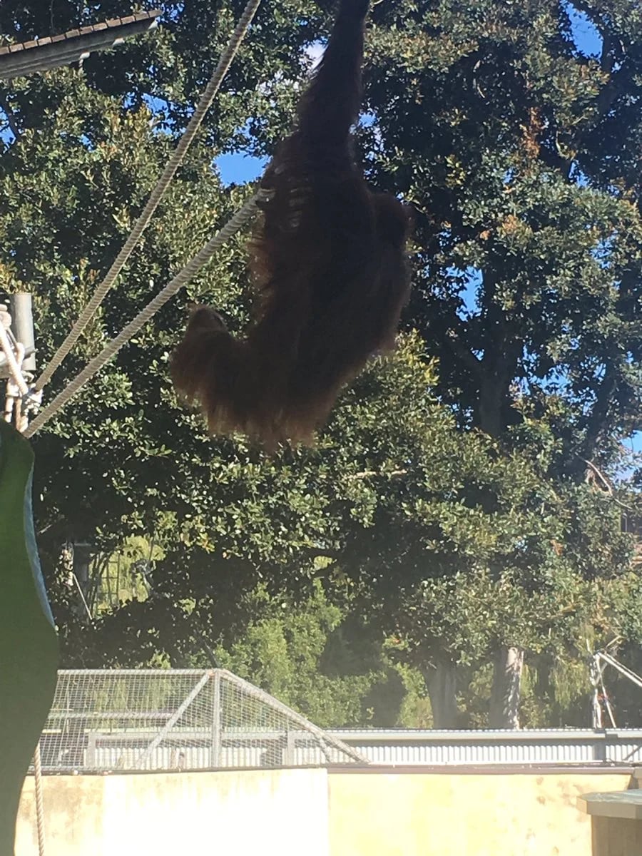 La orangutana Sekara estaba buscando a su hijo, que se había caído fuera de su hábitat (@oliveramanda6)