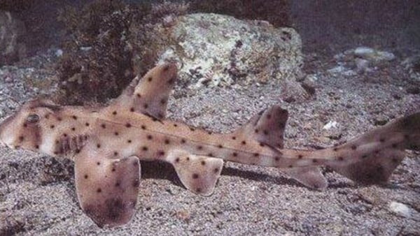Miss Hellen, el extraño tiburón suño cornudo que había sido robado del acuario (San Antonio Aquarium)