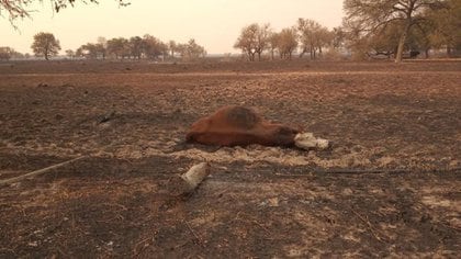 Imagen luego de los incendios en el campo de Muchutti