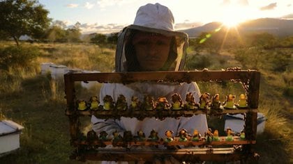 La miel únicamente es un producto producido por las abejas, según la Norma Oficial Mexicana (Foto: AFP)