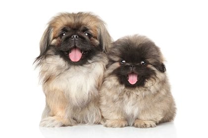 Como su nombre lo indica, el pekinés es originario de Pekín [Beijing], China. Es una antigua raza canina cuya esperanza de vida va de 12 a 15 años