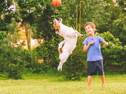 Jugar con tu perro es la parte divertida del maravilloso binomio perro-hombre (Shutterstock)