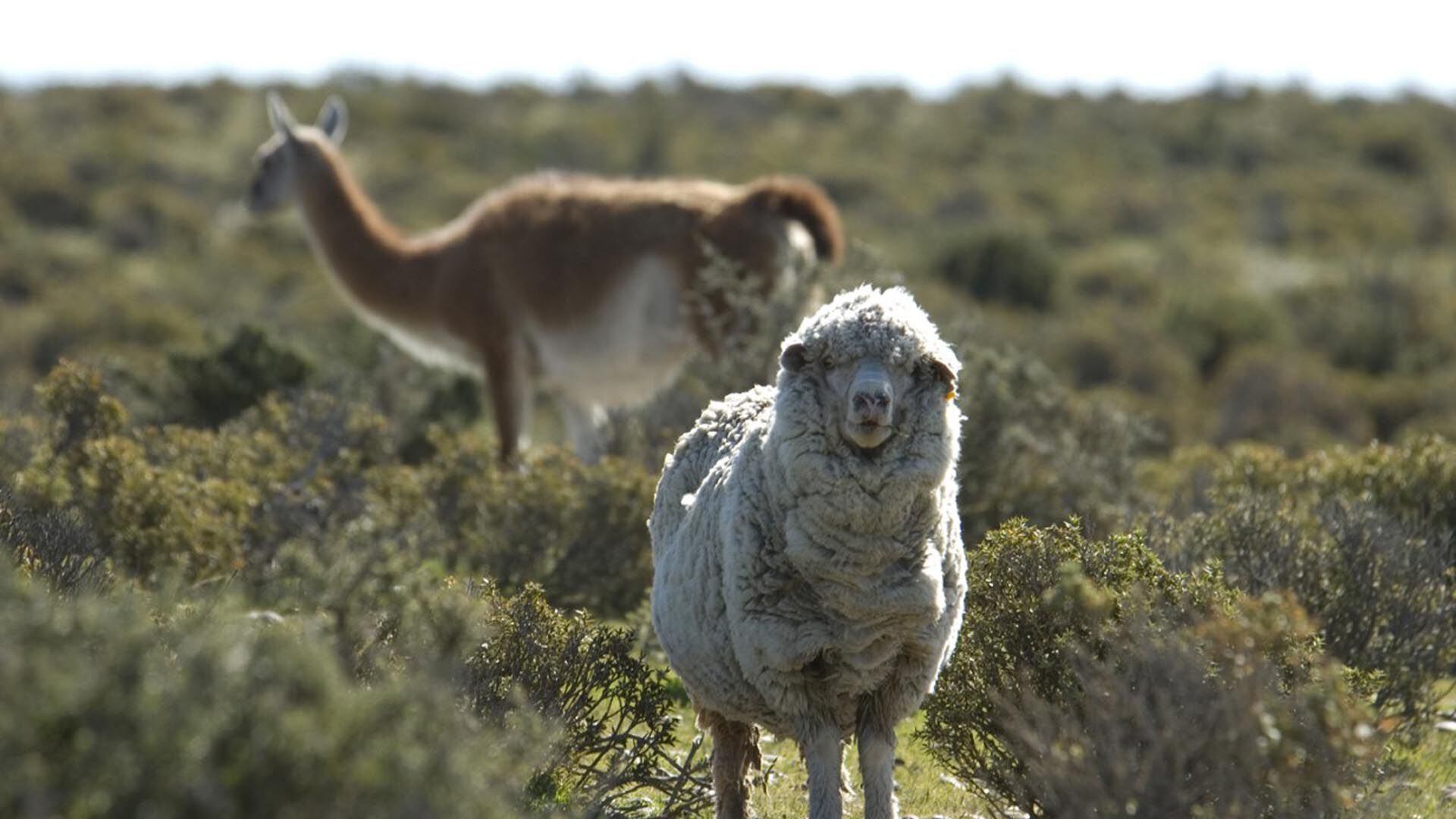 Una oveja, ganado lanar tradicional de la Patagonia, y detrás un guanaco, verdadera plaga que viene desplazando la ganadería ovina