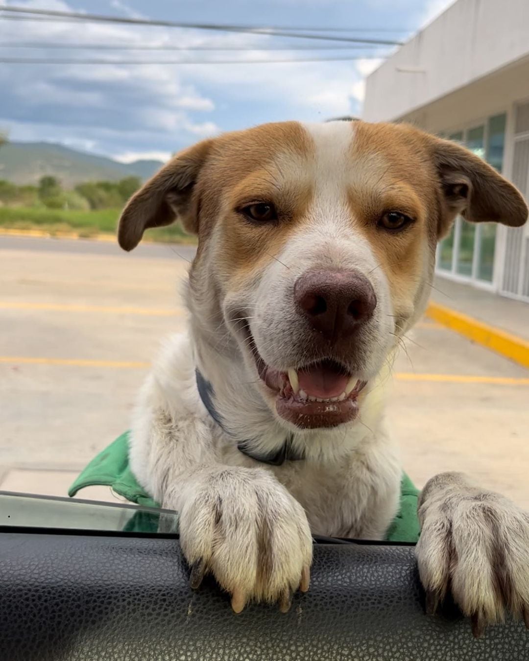 El canino le gusta darle la bienvenida a los clientes y a sus compañeros de trabajo (Instagram mailoelperrogasolinero)