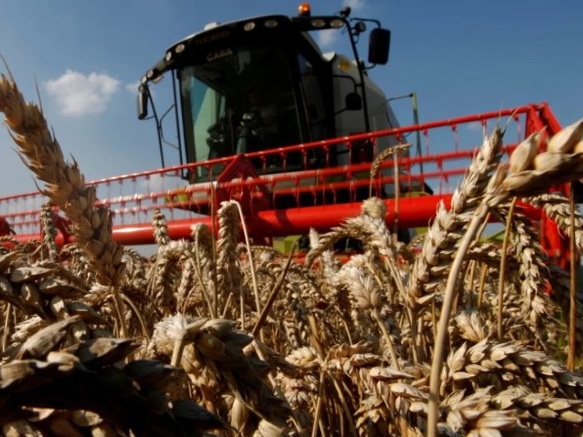 El precio internacional del trigo alcanzó niveles históricos: subió más de  17% y cotizó por encima de los USD 470 - Infobae