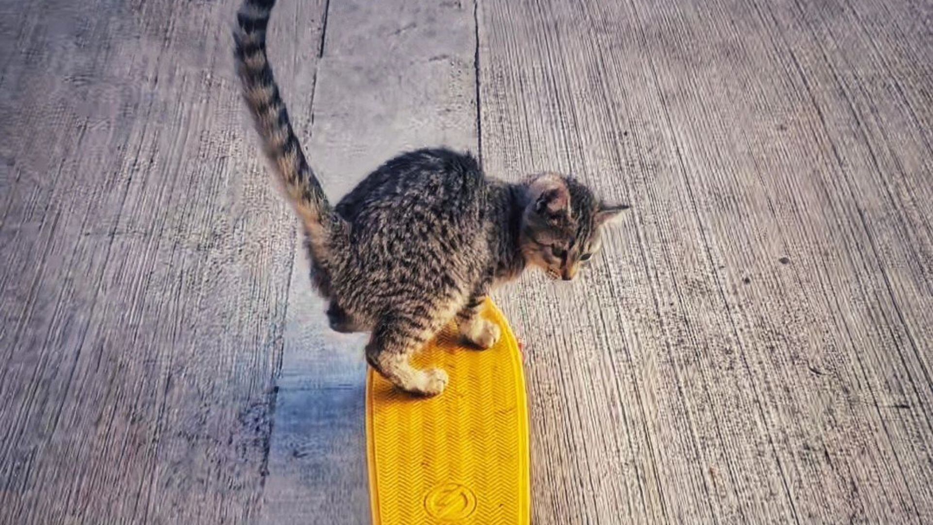 Paseos, patinetas y trucos perfectos: Kibrit, la gata que lo hace todo (Instagram kibrit_skatecat)