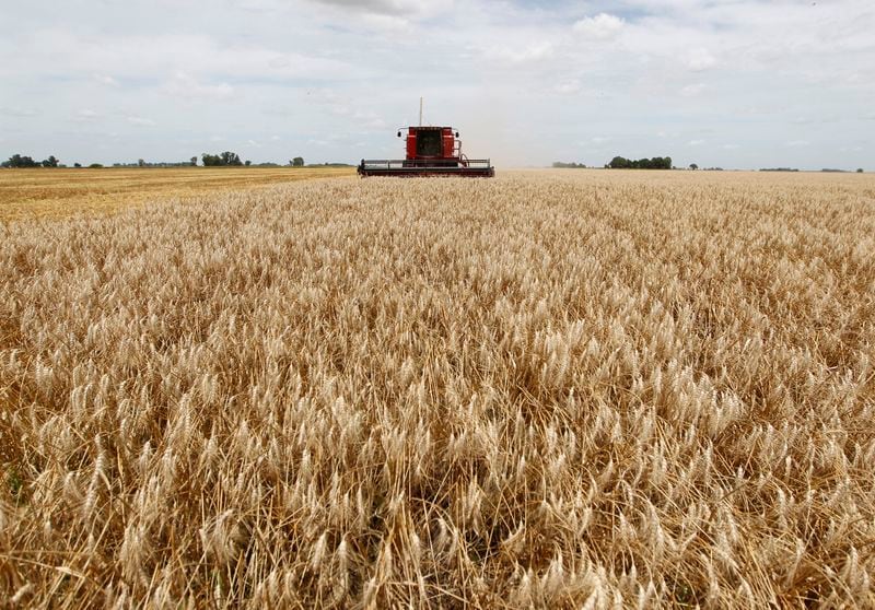 Una cosechadora atraviesa un campo sembrado con trigo en la localidad de General Belgrano (Reuters)