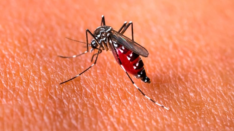 El dengue es una enfermedad viral que se transmite sólo a través de la picadura de un mosquito infectado (Shutterstock)