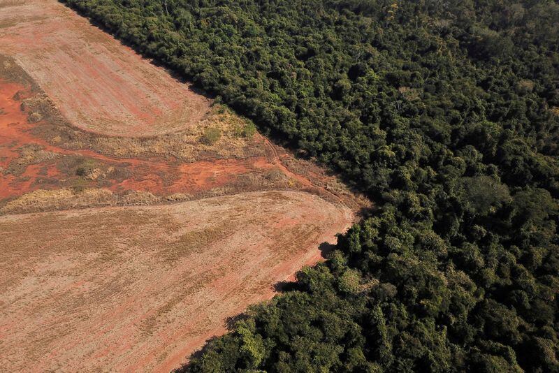 La deforestación, la degradación y la fragmentación por diversas actividades humanas influyen en que la fauna silvestre quede más expuesta al contacto con los seres humanos (REUTERS/Amanda Perobelli)