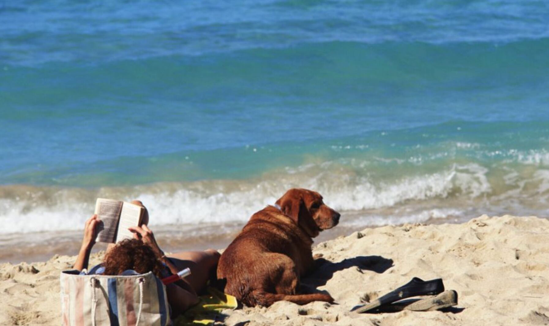 Miami playas para perros