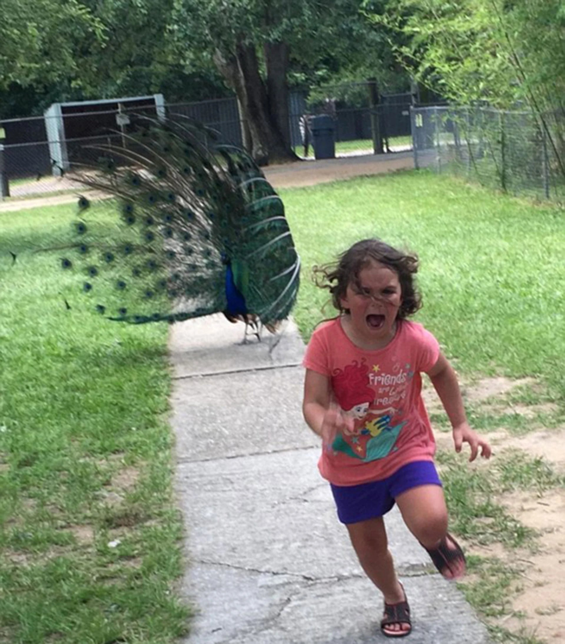 La pequeña corre asustada ante la presencia de un pavo real. La imagen se viralizó y se convirtió en meme