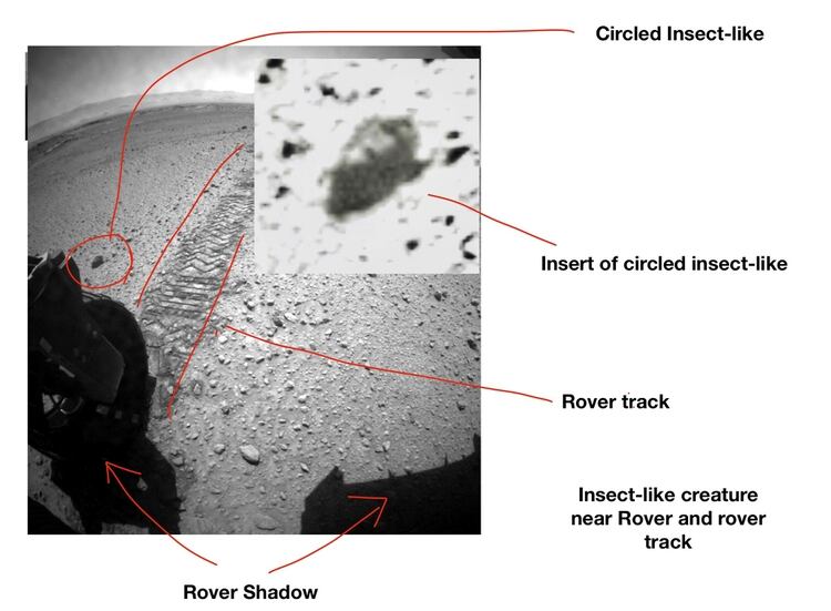 En las fotografías analizadas por Romoser señala las supuestas partes de los insectos (Foto: Universidad de Ohio)
