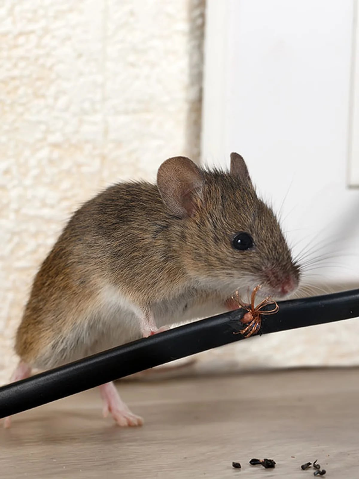 Qué hacer si entra un roedor a tu casa?, es importante mantener la calma y  priorizar la seguridad - Infobae