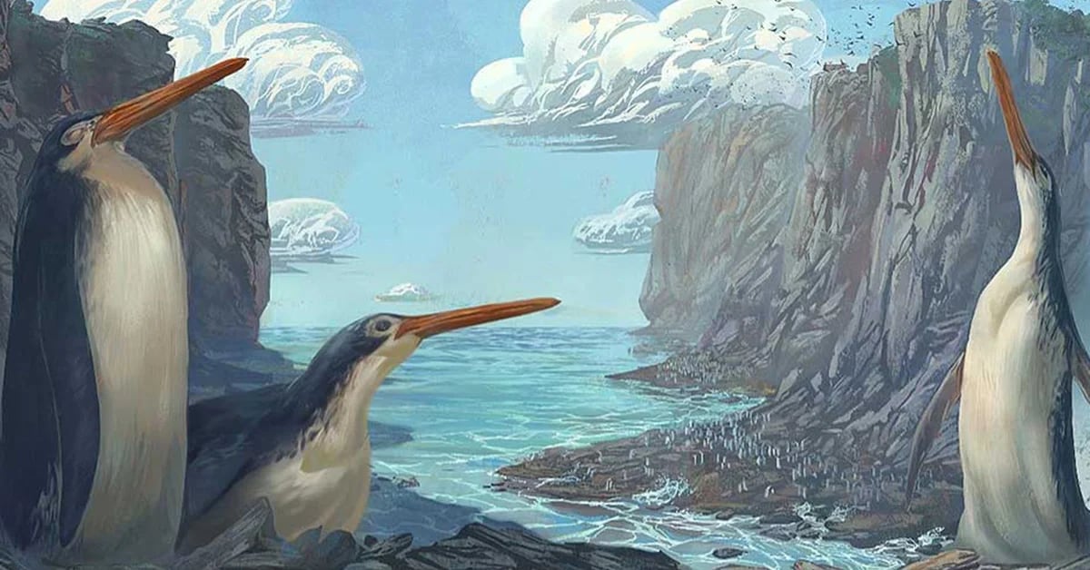 They found fossils of the biggest penguin that ever lived
