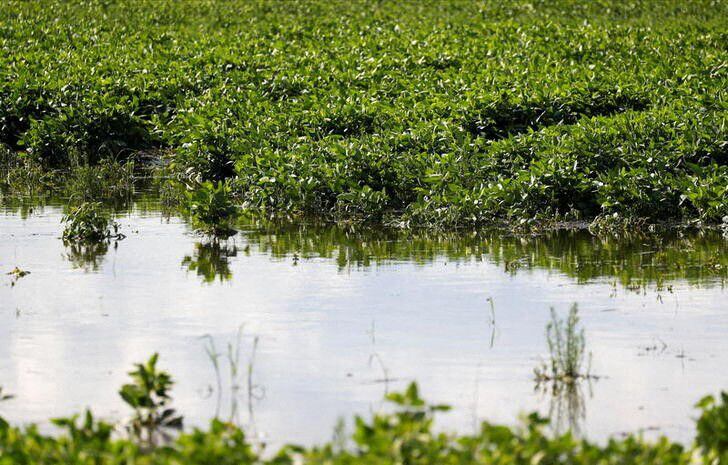 Brotes de soja luego de una lluvia al cabo de una larga sequía. Es lo que todos los productores agrícolas esperan, pero para muchos se demora
REUTERS/Agustin Marcarian