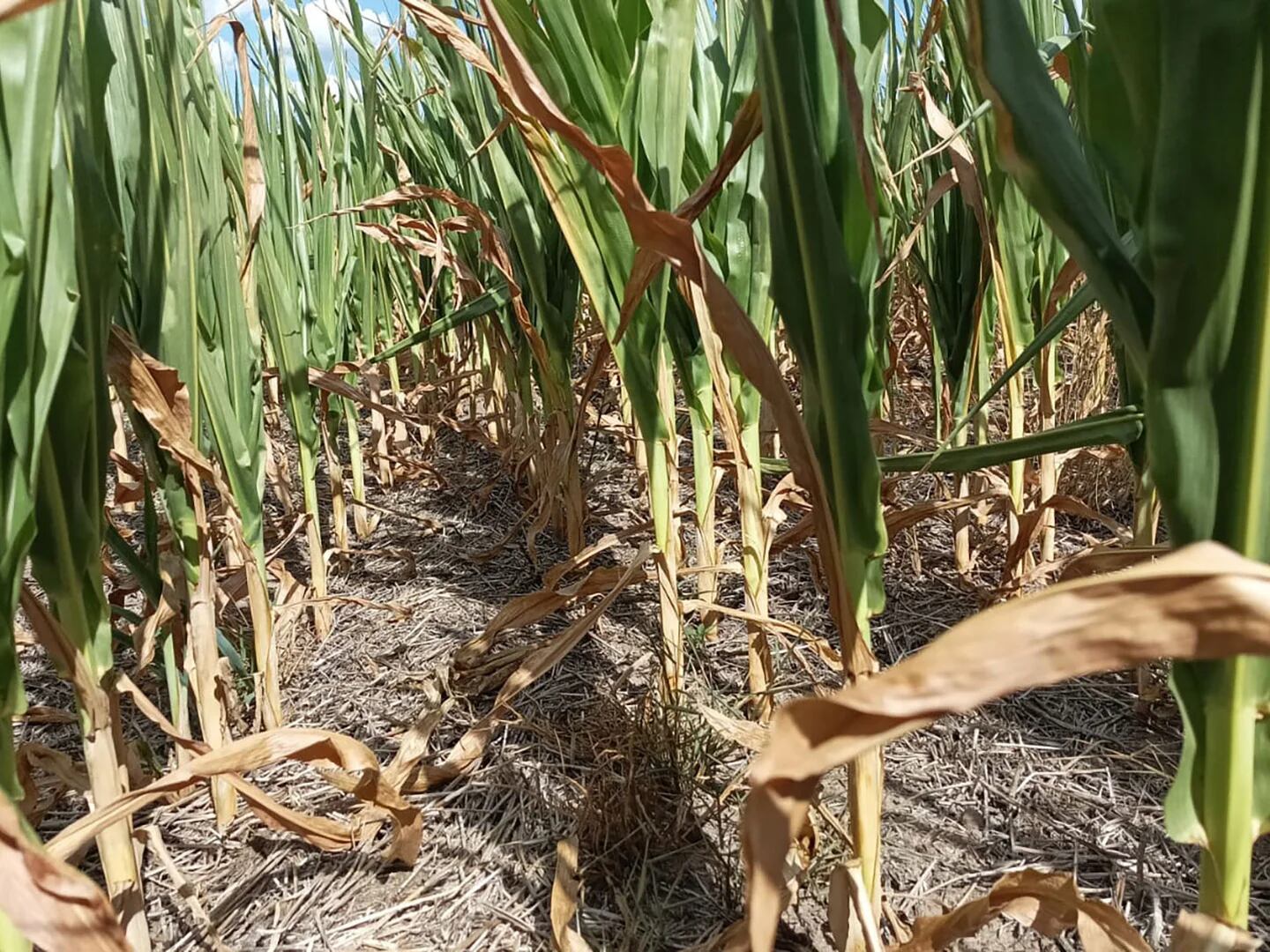 La sequía amenaza a la oferta de dólares: la cosecha de soja caería casi un  20% y la de maíz sería la más baja de los últimos 5 años - Infobae