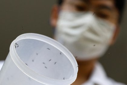 La Agencia Europea de Medicamentos (EMA, por sus siglas en inglés) ha aceptado los paquetes de presentaciones de Takeda correspondientes a su vacuna candidata contra el dengue  REUTERS/Edgar Su