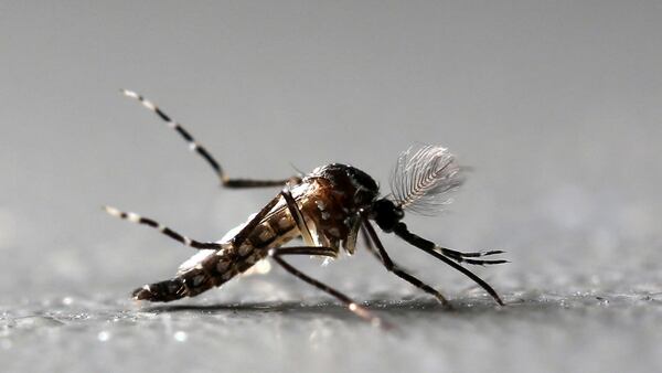 El virus de zika es transmitido por el mosquito “Aedes aegypti” (Reuters)