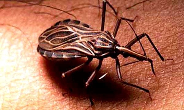 Es una enfermedad endémica en algunas regiones de América Latina, donde afecta a millones de personas. Uno de las formas de transmisión es por el insecto vector, la vinchuca