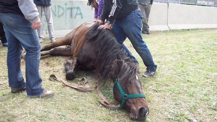 La peregrinaciÃ³n gaucha a LujÃ¡n suele dejar un tendal de caballos muertos en el camino. Desde hace al menos 5 aÃ±os, voluntarios de distintos grupos animalistas reclaman que la fiesta religiosa deje de realizarse con animales (Archivo)