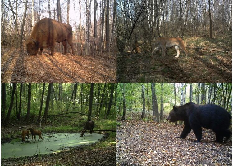 Bisonte europeo (Bison bonasus), lince boreal (Lynx lynx), alces (Alces alces) y oso pardo (Ursus arctos) fotografiados por las cámaras del proyecto TREE dentro de la zona de exclusión de Chernóbil (Ucrania) (Proyecto TREE/Sergey Gaschack)