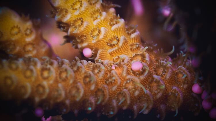 Un coral (Acropora millepora) libera gametos de huevos y esperma durante el desove anual en la Gran Barrera de Coral a finales de noviembre, después de la luna llena (Foto Shutterstock)