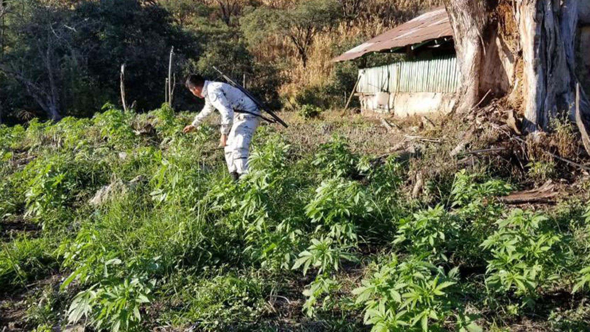 Destruye GN en Michoacán plantíos de marihuana (Foto: Guardia Nacional)