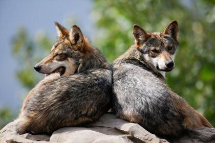 La población de Lobo Mexicano (Canis lupus baileyi) sigue creciendo en México, de acuerdo con los datos que otorgó la dependencia a través de las redes sociales (Foto: REUTERS/Daniel Becerril)