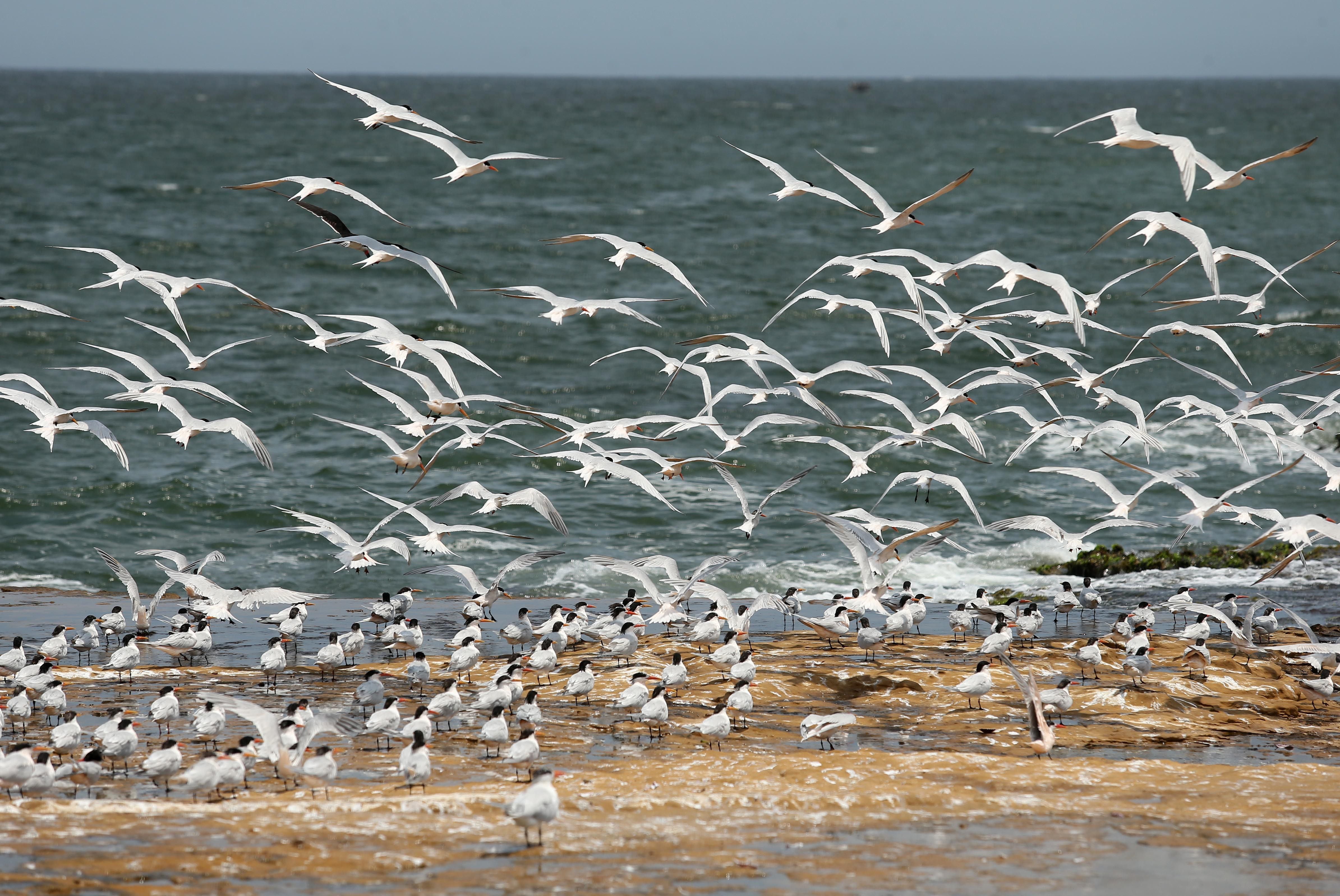 Una bandada de gaviotas en la caleta de pescadores "lagunillas" dentro de la Reserva de Paracas la cual es una de las Áreas Naturales Protegidas del Perú (ANP), en una fotografía de archivo. EFE/Ernesto Arias
