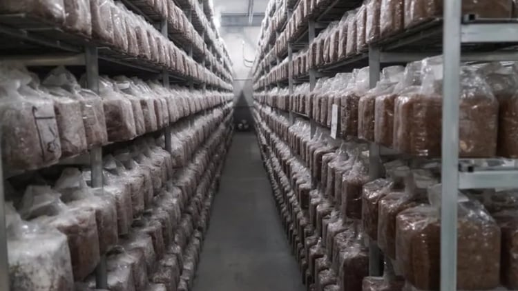 “Por ahora el ladrillo sólo lo comercializamos con los municipios que contratan nuestro servicio de reciclaje, el cual incluye la instalación de colilleros en las principales zonas de mayor tránsito, acopio y posterior tratamiento. Nuestros ladrillos no están aún a la venta al público”, afirmó Lemos a Infobae. (crédito: Reciclemos)